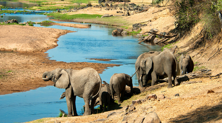 Elephants at Ruaha National Park