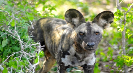 Wild dog at Selous National Reserve