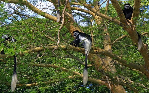 Black and white colobus monkeys at Kibale Forest National Park