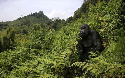 mountain gorilla in Volcanoes National Park