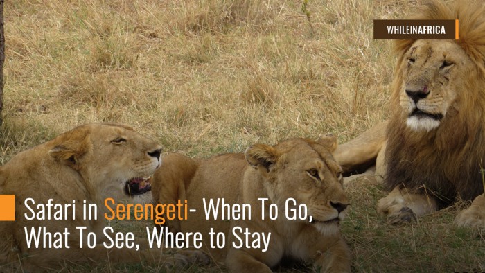 Safari in Serengeti- When To Go, What To See, Where to Stay