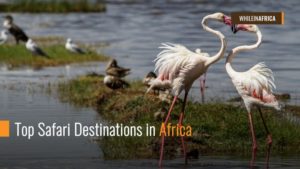 Top Safari Destinations in Africa