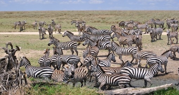 zebras in serengeti