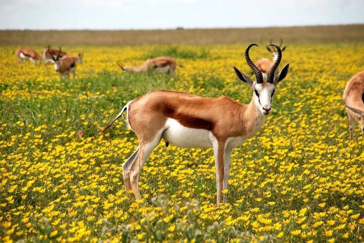 antelope in etosha