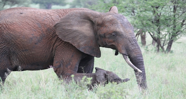 elephants in tarangire national park