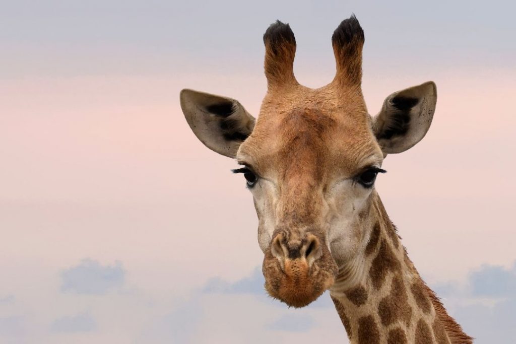 giraffe is western corridor serengeti.whileinafrica