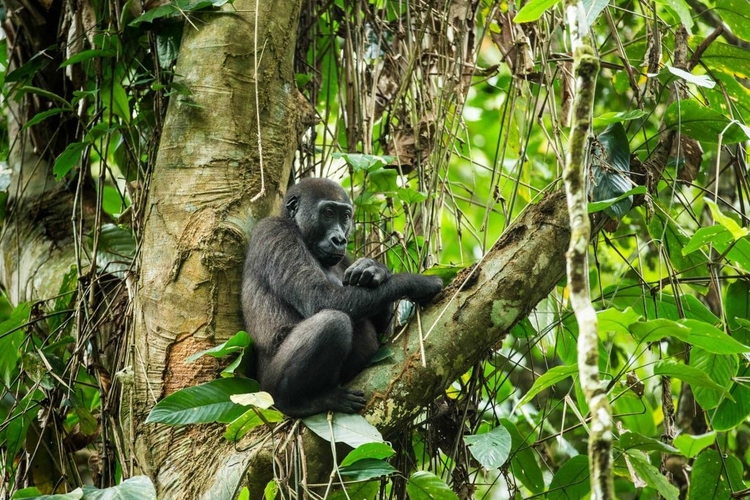 gorilla in odzala national park