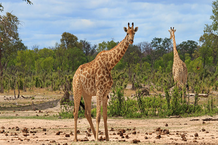 giraffes in hwange national park