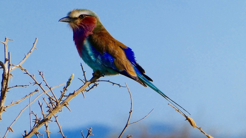 unique bird in kenya