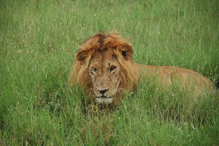 lion resting in masai mara plains