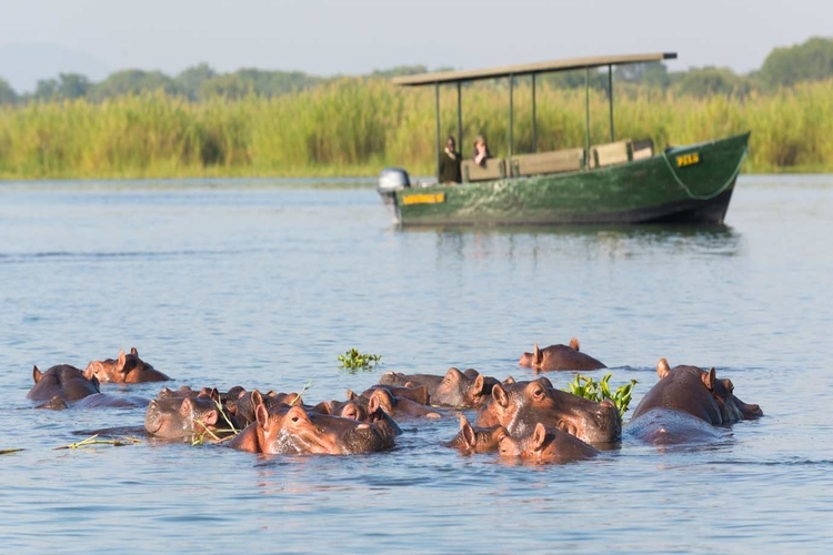hippos in liwonde