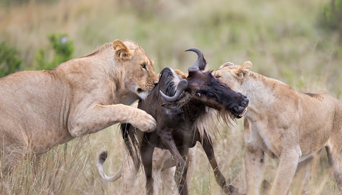 lion attack predator action during the great wildebeest migration
