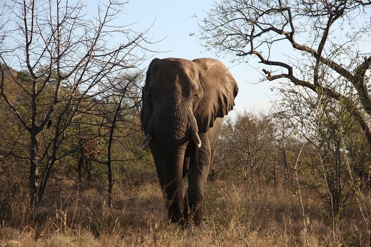 elephant in kruger national park