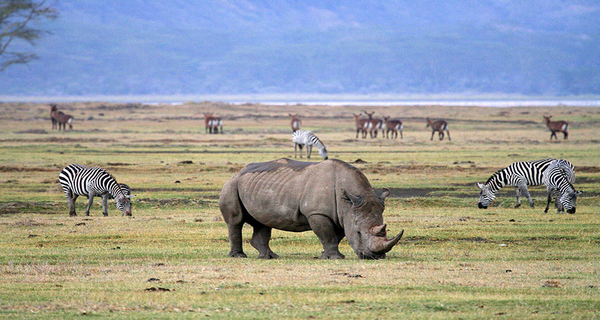 ngorongoro crater wildlife