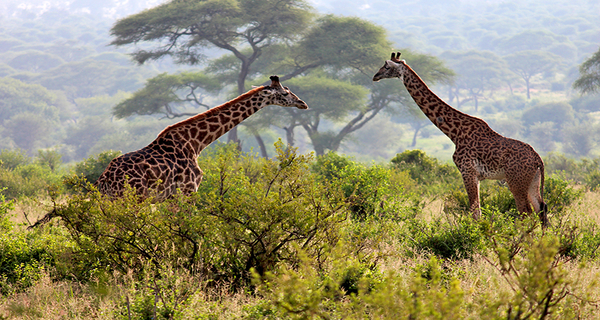 arusha national park