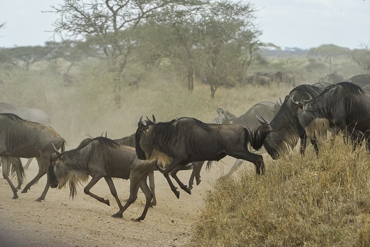 great wildebeests migration in serengeti, tanzania