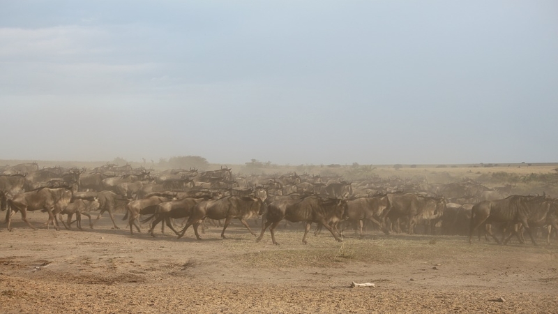 great wildebeest migration