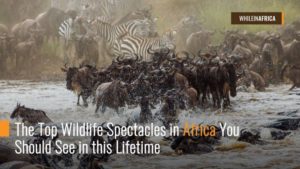 The Top Wildlife Spectacles in Africa You Should See in this Lifetime