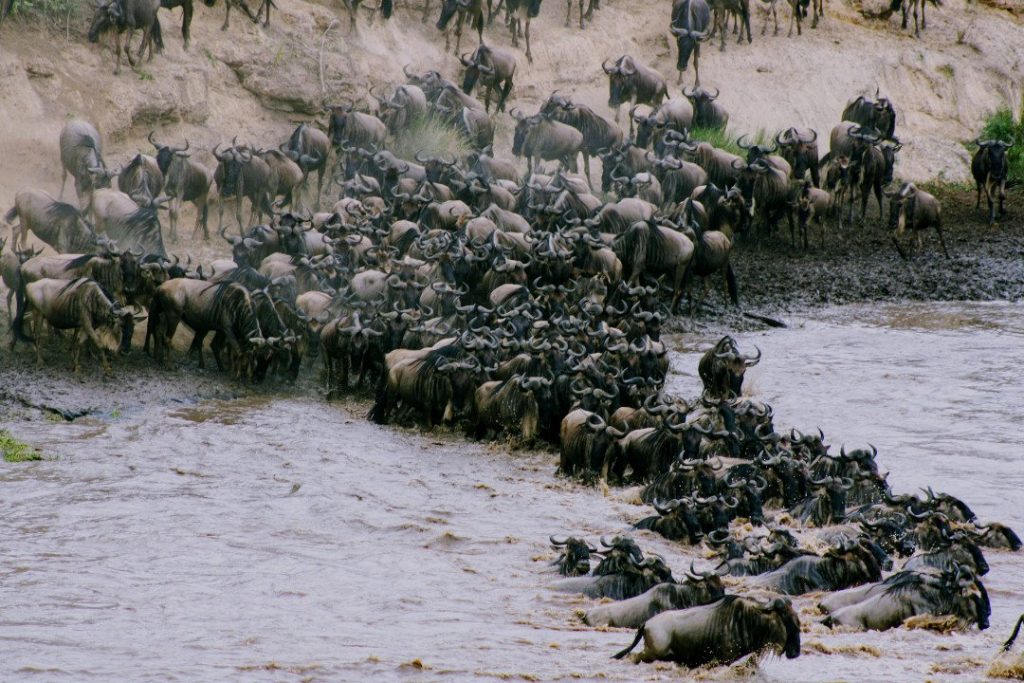 Wildebeests Crossing Mara River.whileinafrica