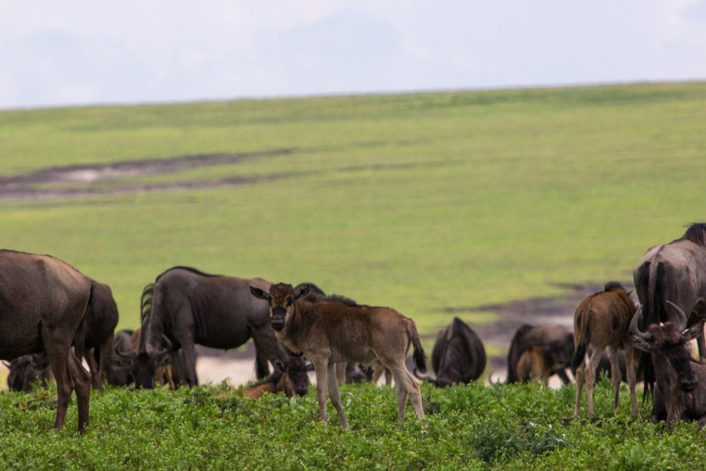 great migration in ngorongoro.whileinafrica