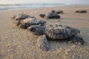 hatchlings on the shore.whileinafrica