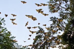 migrating bats.whileinafrica