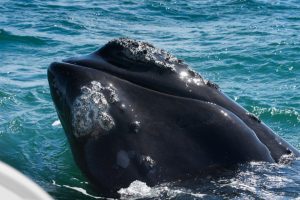 southern right whale.whileinafrica