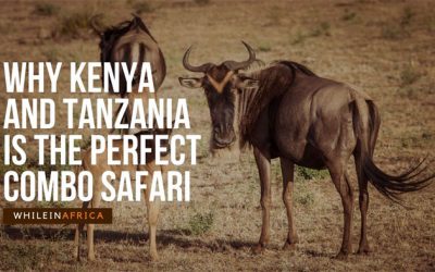 Why Kenya and Tanzania is the Perfect Combo Safari