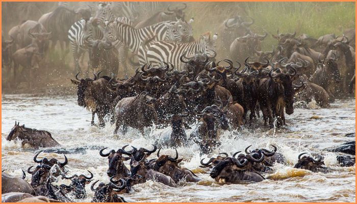 Great Migration-whileinafrica