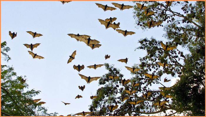 migrating-bats-whileinafrica