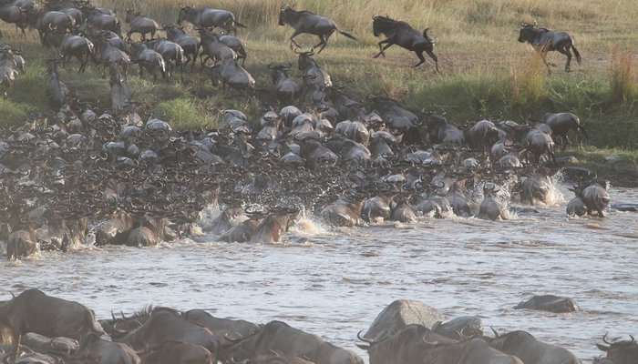 wildebeests during great migration in serengeti tanzania