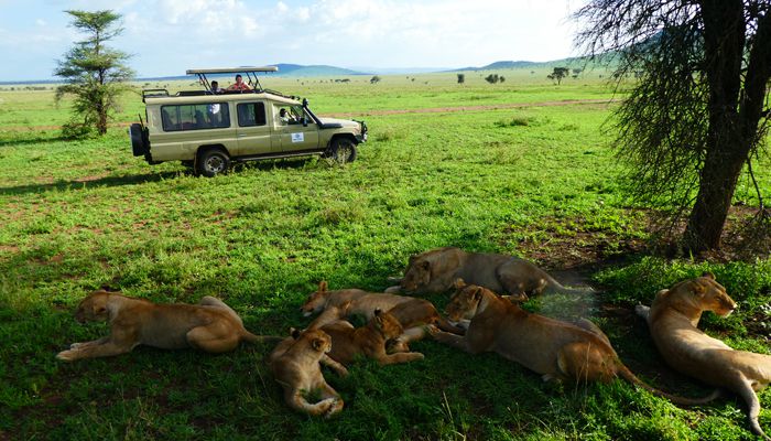 Game drive in Serengeti, Tanzania.whileinafrica