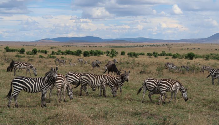 Landscape in Masai Mara, Kenya.whileinafrica