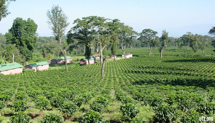 Visit A Coffee Farm.whileinafrica